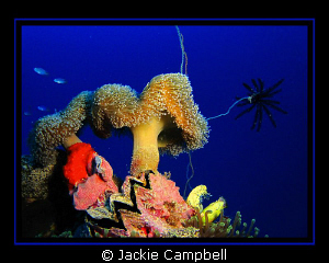 Colour and life on the Shinkoko Wreck, Truk.
Canon Ixus ... by Jackie Campbell 